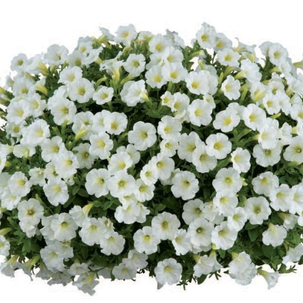 Little White Grace