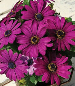 Maseru Purple