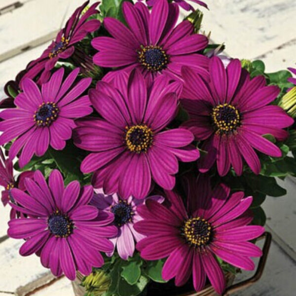 Maseru Purple