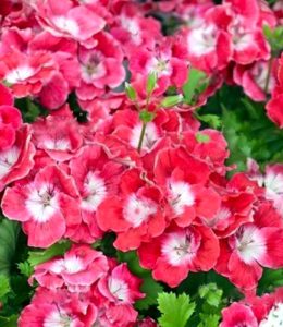 Melva Cherry Rose