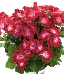 Melva Dark Red
