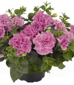 Origami Pink