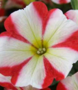 Pegasus Red Star
