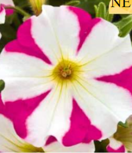 Pegasus Rose Star