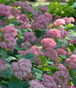 Pink Pincushion