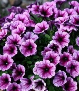 Potunia Piccola Purple Ice