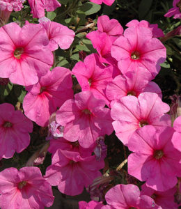 Potunia Plus Pinkalicious