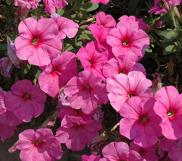Potunia Plus Pinkalicious