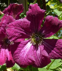 RUBRA