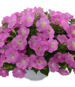 Ray Barogue Pink