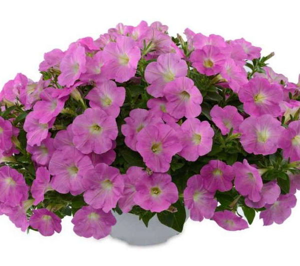 Ray Barogue Pink