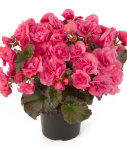 Solenia Light Pink