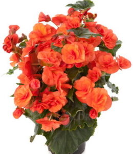 Solenia Orange