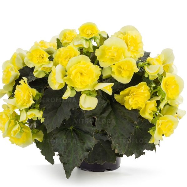 Solenia Yellow