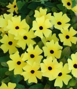 Sunny Susy Yellow Sunny Susy Yellow