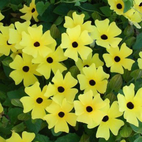 Sunny Susy Yellow
