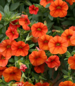 Superbells Orange