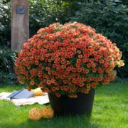 Superbells Orange_2
