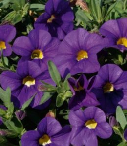 Sweet Bells Midnightblue Sweet Bells Midnightblue