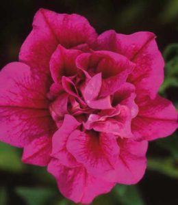 Sweet Sunshine Hot Pink