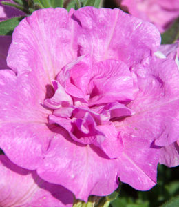 Sweet Sunshine Pink