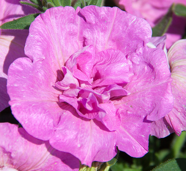 Sweet Sunshine Pink
