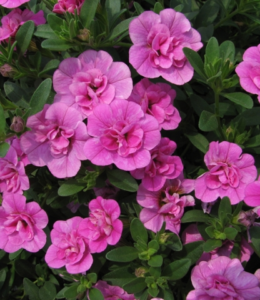 Sweetbells Double Pink Sweetbells Double Pink