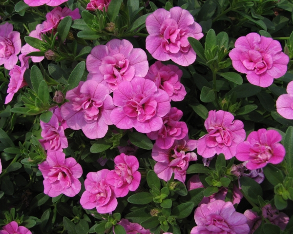 Sweetbells Double Pink