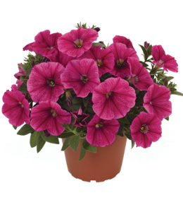 Sweetunia Rose Gem