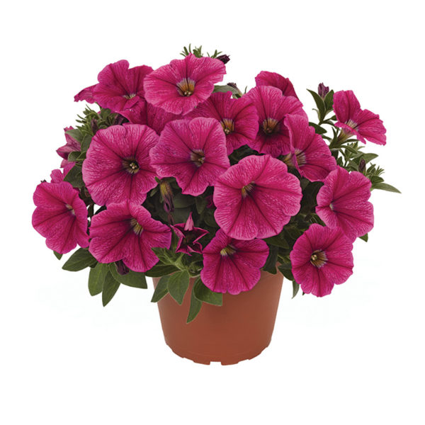 Sweetunia Rose Gem