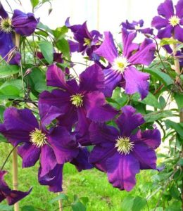VIOLA_2