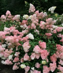 Vanille Fraise