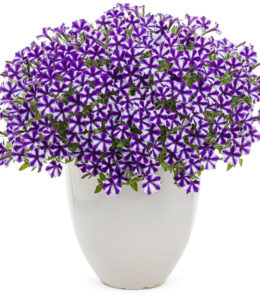 Violet Star