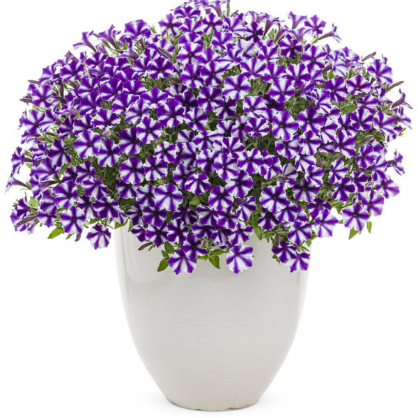 Violet Star