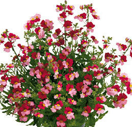 Немезия Sunsatia Plus Berry Delight Немезия Sunsatia Plus Berry Delight