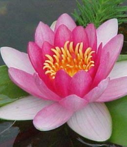 Attraction_2