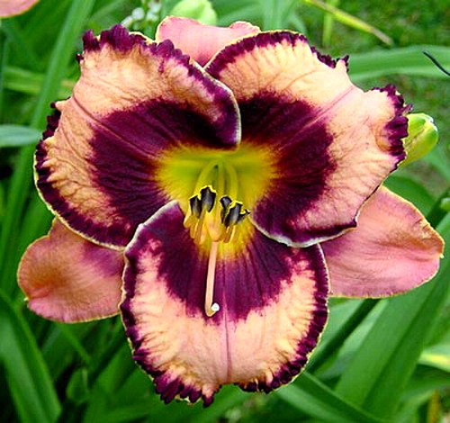 Awesome Blossom Awesome Blossom