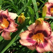 Awesome Blossom_2 Awesome Blossom_2