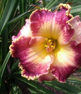 Candie Dwyer_2