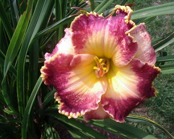 Candie Dwyer_2