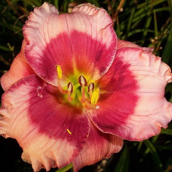 Dragons Eye