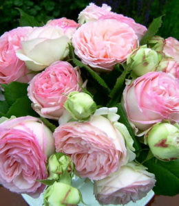 Edenrose_2