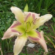 Heavenly Pink Butterfly_2