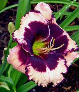 Jane Trimmer_2