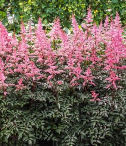 Astilbe Key West