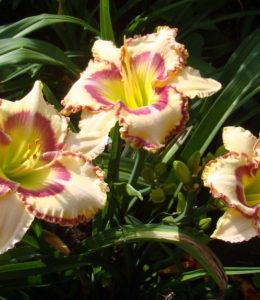 Lady Betty Fretz_2