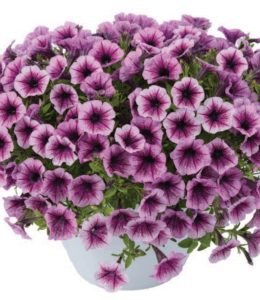 Littletunia Pink Splash