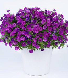 Littletunia Violet