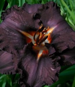 Longfields Black Magic