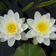 Marliacea Albida_2